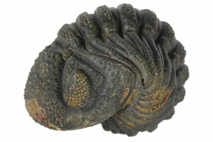 Wide, Bumpy Enrolled Morocops Trilobite #125152